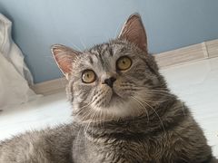 -瑞派宠物医院·犬猫全科·猫友好(宾水西道店)