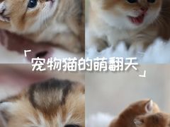 -珠海悠米米努特矮脚猫舍