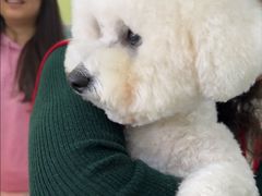 -瑞鹏宠物医院·宠保定点·心脏科·内科(御桥分院)