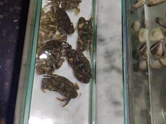 -339旋转餐厅(天府熊猫塔店)