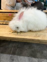 -神奇动物撸宠馆·羊驼·小浣熊·异宠(豫园店)