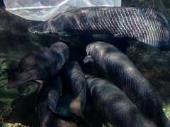 -太平洋海底世界