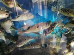 -肆月河豚·新淮扬(金融街店)