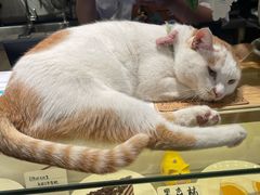 -猫的天空之城概念书店(丽江古城饮玉巷店)