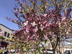 -斯普瑞斯奥特莱斯