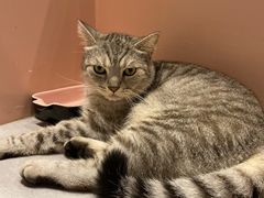 -猫儿山۰猫主题餐厅
