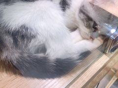 -BABIT巴比特宠物(MOMOPARK店)