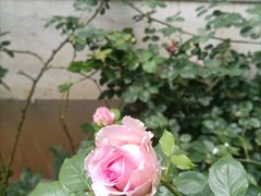 -小雅青年旅舍(平江路店)