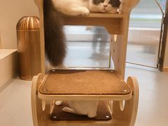 -飞行喵MR PILOT|猫舍·猫咖(静安大融城店)
