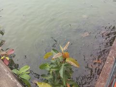 -纪念孙中山市政公园