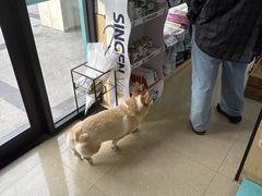 -瑞派天使宠物医院·神经外科·骨科·核磁(洛川中路店)