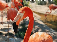 -大连老虎滩海洋公园