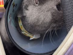 -乐琪宠物医院·犬猫专科·骨外科·急重症