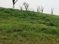 -汉长安城未央宫国家考古遗址公园