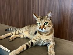 -Again Coffee Roaster(香蜜湖店)