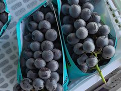 -马陆小张葡萄园农家乐