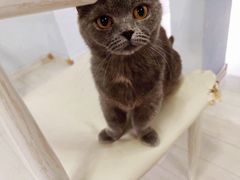 -喵的天空名猫咖啡馆·撸猫·猫舍·用品