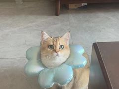 -喵百万·布偶·蓝金金渐层英短·猫舍(百子湾店)