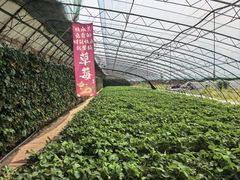 -大自然农场蔬菜草莓采摘园