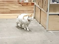 -猫的天空之城概念书店(苏州平江店)