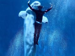 -芜湖新华联大白鲸海洋公园