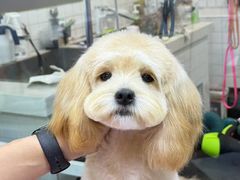 -Oh My Dog宠物沙龙(伊珊娜皮毛护理店)