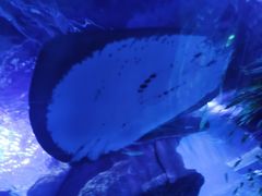 -西安曲江海洋极地公园