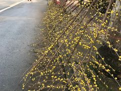 -三圣花乡旅游区