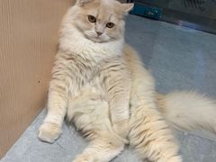 -山宅一喵德文卷毛猫舍