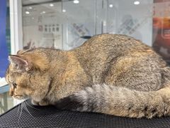 -爱洗澡的猫(天河路店)