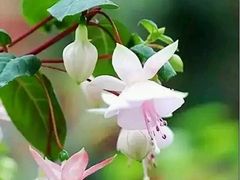 -兰陵国家农业公园