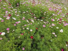 -芒洲湿地公园