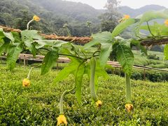 -听风阁农家私房菜茶楼(龙坞店)