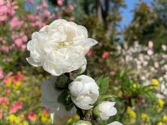 -南汇桃花村