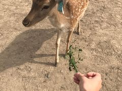 -北京麋鹿生态实验中心