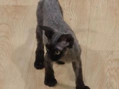 -十年猫舍·猫咪专门店(普陀店)