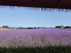 -紫颐香薰山谷景区