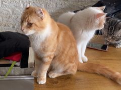 -平行世界·猫咖(首经贸店)