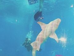 -烟台海昌鲸鲨海洋公园