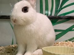 -藦茜花园宠物主题亲子互动体验馆(国顺东路店)