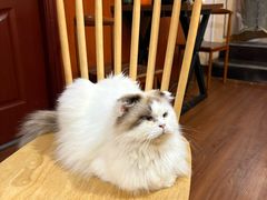 -楼上猫咖(罗湖店)