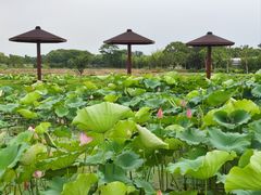 -嘉北郊野公园