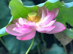 -陈家山荷花公园