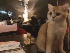 -咖法森林·咖啡  酒吧(天河店)