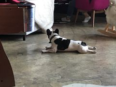 -陈有良尖椒鸡(渝中示范店)