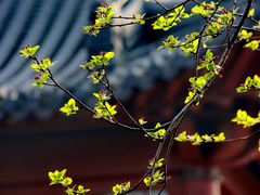 -莫愁湖公园