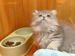 -欣宠猫屋·矮脚拿破仑·蓝金金渐层