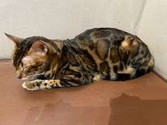 -MOCHA明星猫咖(田子坊店)
