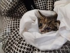 -瑞派动物医院·猫专科·至诚(江南中分院)