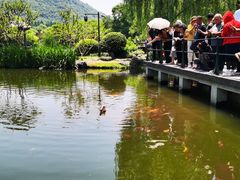 -西湖外事游船(花港观鱼码头)